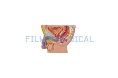 Male Reproductive System Model